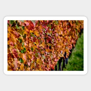 Autumn Vines Sticker